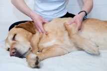 Masseurs pour chiens Masseurs pour chiens